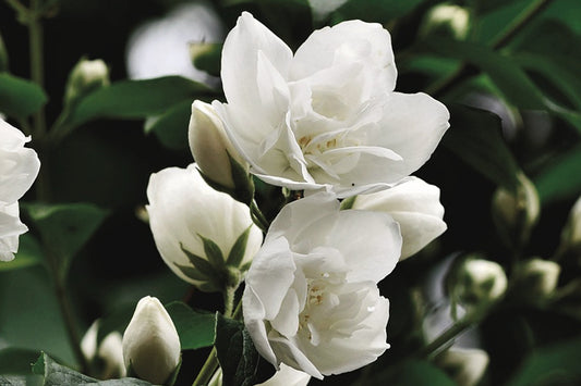 Spotlight on Our Indian Ingredients: Jasmine’s Delicate Beauty Leads To Powerful Skincare Benefits