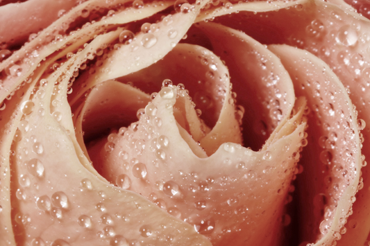 10 Benefits of Rose Water for Your Skin